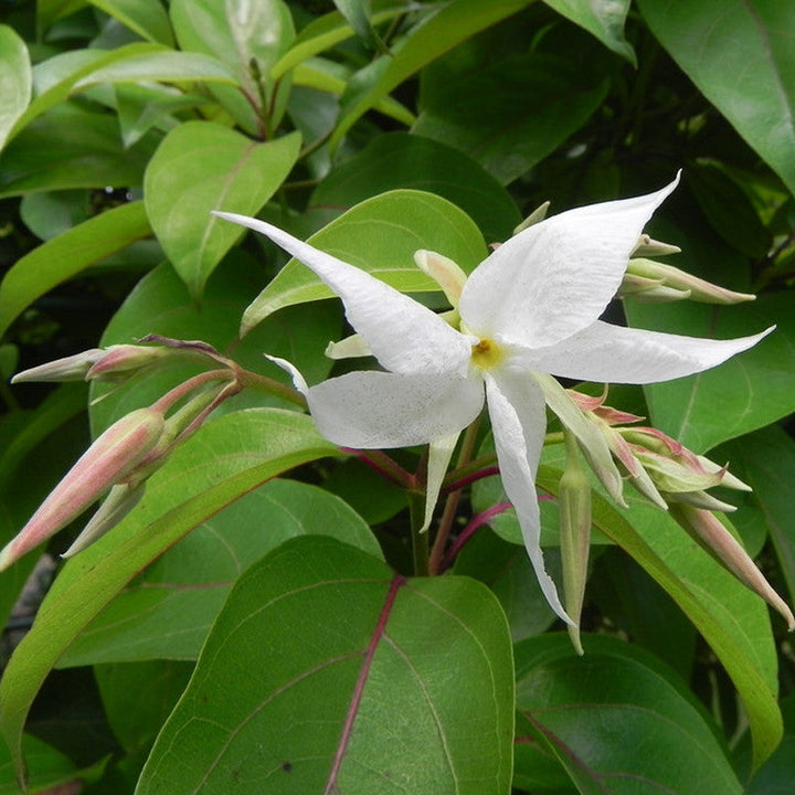 Echites - Creepers & Climbers - Premium Creepers & Climbers from Plantparadise - Just $850.00! Shop now at Plantparadise