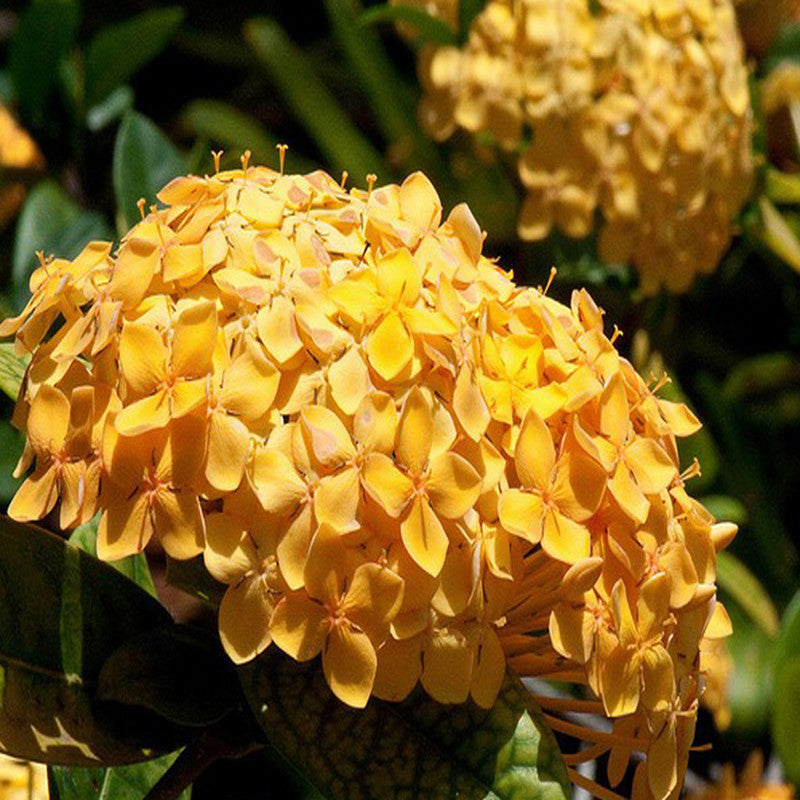 Ixora Semi Dwarf Yellow - Flowering Shrubs - Premium Flowering Shrubs from Plantparadise - Just $340.00! Shop now at Plantparadise