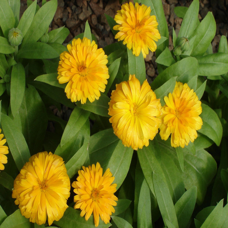 Calendula Yellow- SEASONALS|Calendula Yellow Sunshine - Premium SEASONALS from Plantparadise - Just $401! Shop now at Plantparadise