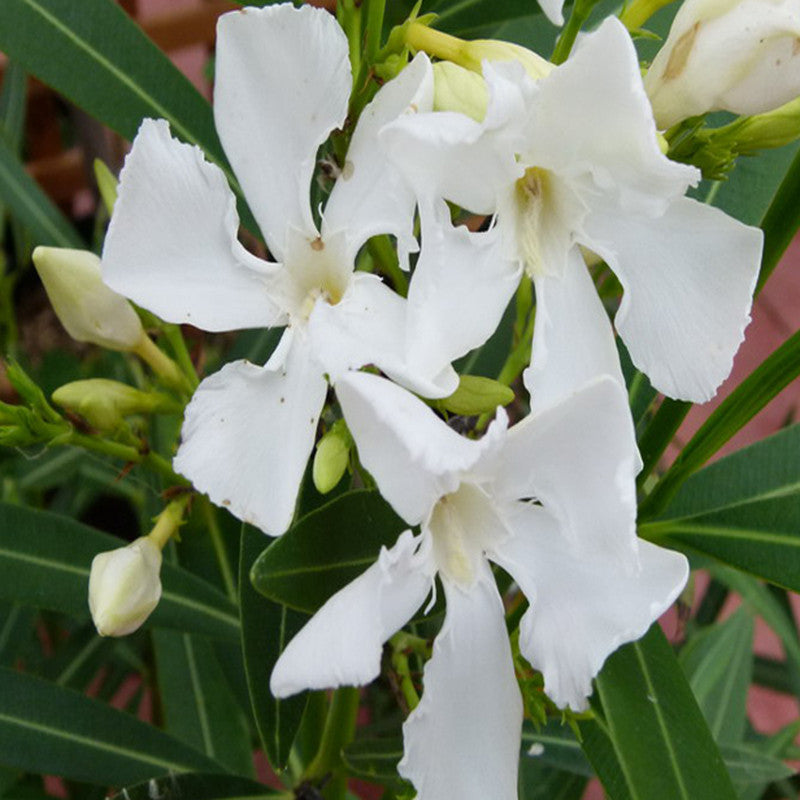 Nerium mini White Single - Flowering Shrubs|Single White Blooms - Premium Flowering Shrubs from Plantparadise - Just $530! Shop now at Plantparadise