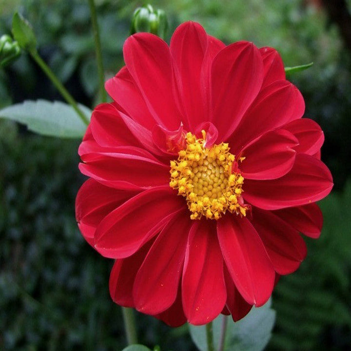 Dahlia Dwarf Red - SEASONALS - Premium SEASONALS from Plantparadise - Just $691.00! Shop now at Plantparadise
