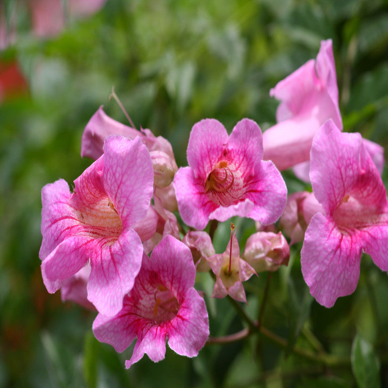 Tecoma Climber Pink - Creepers & Climbers - Premium Creepers & Climbers from Plantparadise - Just $650.00! Shop now at Plantparadise
