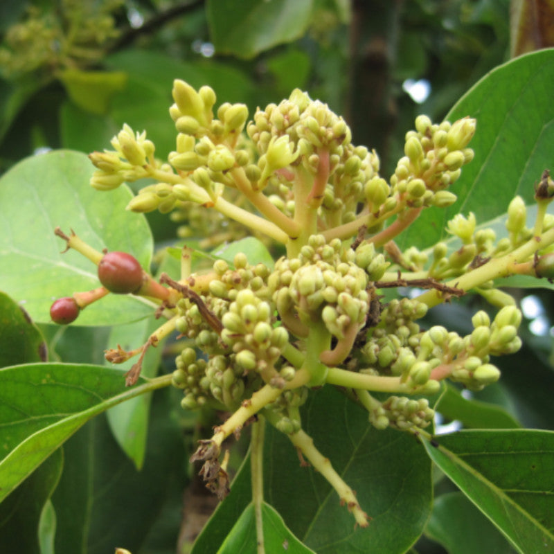 Mango Royal Special (Grafted)- Fruit Plants & Tree - Premium Fruit Plants & Tree from Plantparadise - Just $430.0! Shop now at Plantparadise