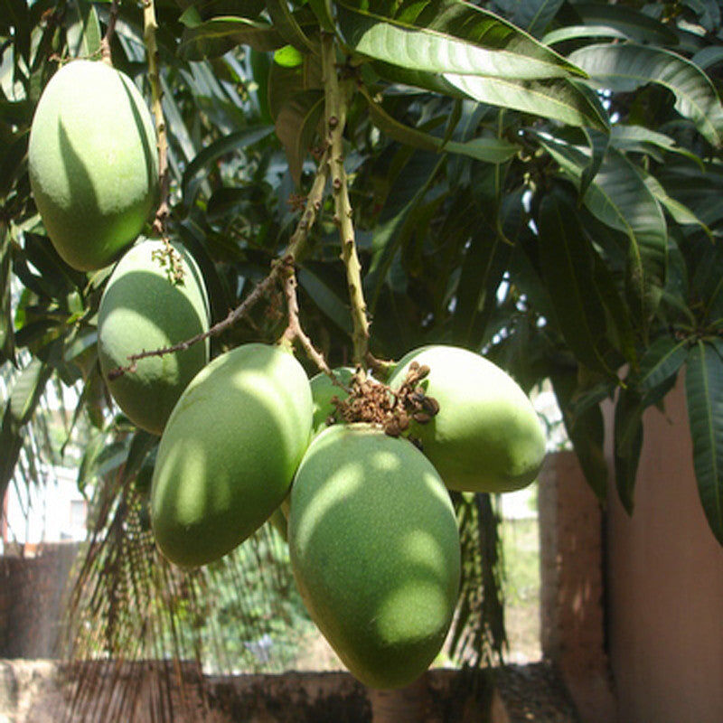 Mango Kothapalli kobbari(Grafted)- Fruit Plants & Tree - Premium Fruit Plants & Tree from Plantparadise - Just $450.00! Shop now at Plantparadise