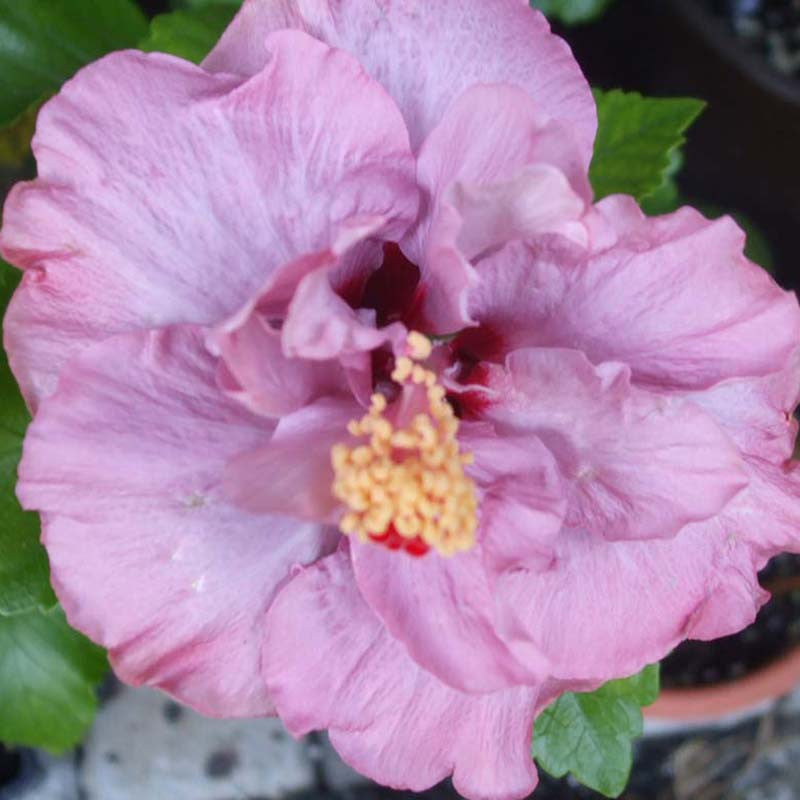 Hibiscus Purple DOUBLE - Flowering Shrubs - Premium Flowering Shrubs from Plantparadise - Just $299.00! Shop now at Plantparadise