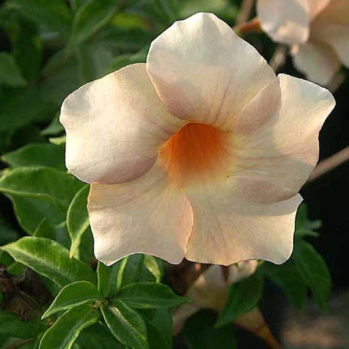 Allamanda biscuit - Flowering Plants - Premium Flowering Shrubs from Plantparadise - Just $565.00! Shop now at Plantparadise