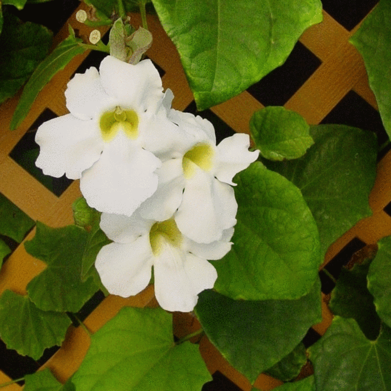 Thunbergia White - Creepers & Climbers - Premium Creepers & Climbers from Plantparadise - Just $675.00! Shop now at Plantparadise