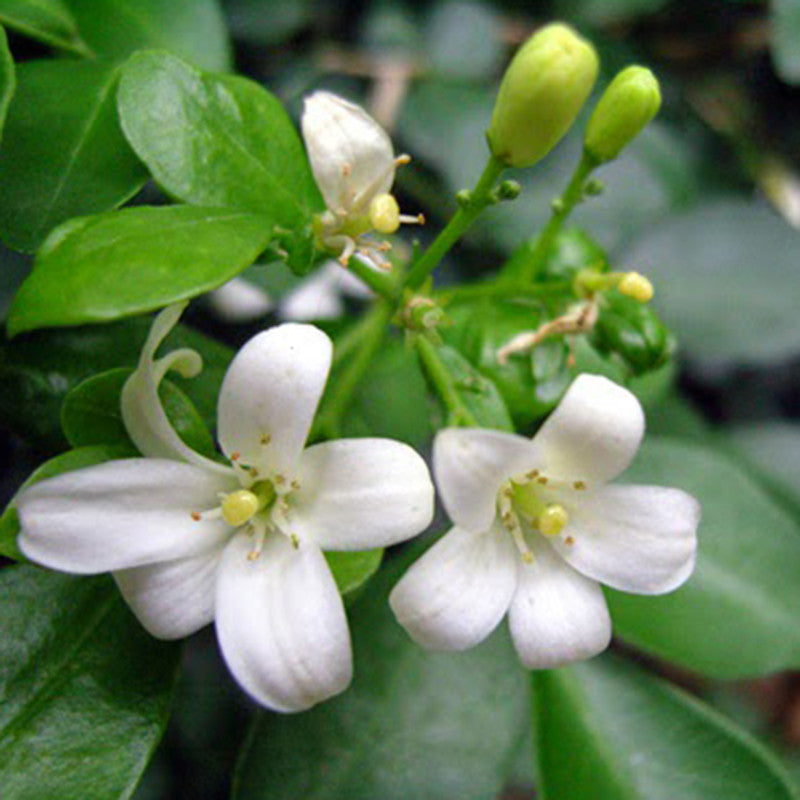 Satin Wood/Madhu Kamini - Flowering Shrubs - Premium Flowering Shrubs from Plantparadise - Just $665.00! Shop now at Plantparadise