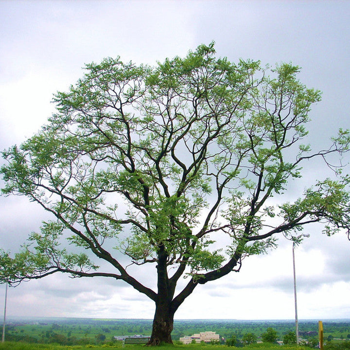 Kalpa Vriksha - Avenue Trees - Premium Avenue Trees from Plantparadise - Just $951.00! Shop now at Plantparadise
