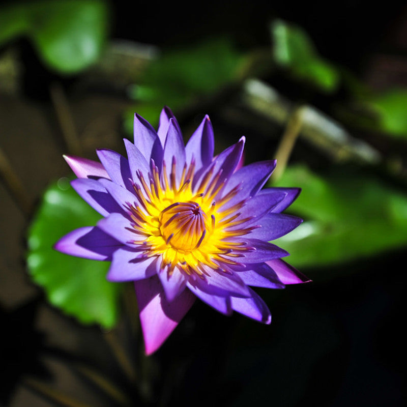 Water Lily Blue- Aquatic Plants - Premium Aquatic Plants from Plantparadise - Just $690.0! Shop now at Plantparadise