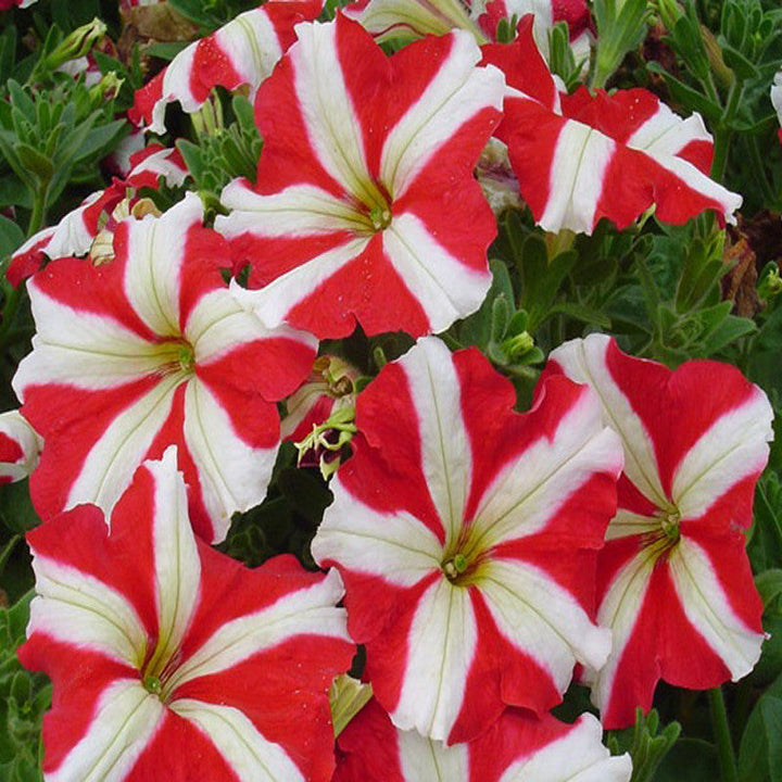 Petunia Red and White - SEASONALS - Premium SEASONALS from Plantparadise - Just $285.00! Shop now at Plantparadise
