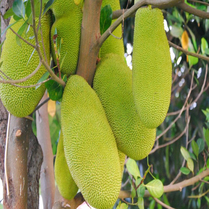 Jack fruit-Gumless Panasa(Grafted) - Fruit Plants & Tree - Premium Fruit Plants & Tree from Plantparadise - Just $440.00! Shop now at Plantparadise