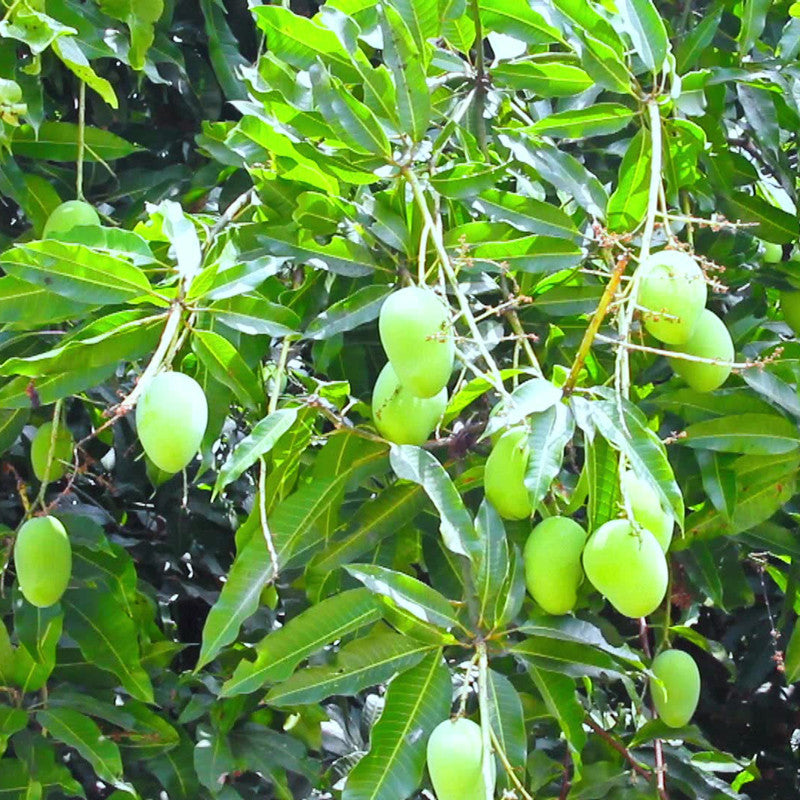 Mango Pedda Rasam(Grafted) - Fruit Plants & Tree - Premium Fruit Plants & Tree from Plantparadise - Just $730.00! Shop now at Plantparadise