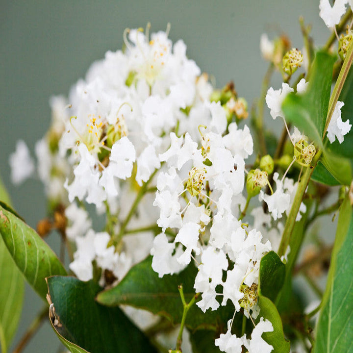 Lagerstroemia White / Crepe Myrtle White - Avenue Trees - Premium Avenue Trees from Plantparadise - Just $450.00! Shop now at Plantparadise