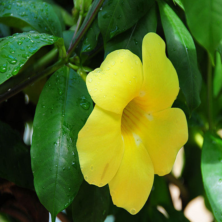Allamanda Yellow/Wild Allamanda - Creepers & Climbers - Premium Creepers & Climbers from Plantparadise - Just $400.00! Shop now at Plantparadise