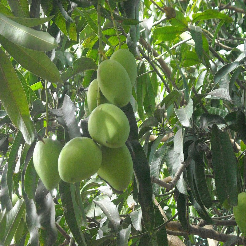 Mango Kothapalli kobbari(Grafted)- Fruit Plants & Tree - Premium Fruit Plants & Tree from Plantparadise - Just $450.00! Shop now at Plantparadise
