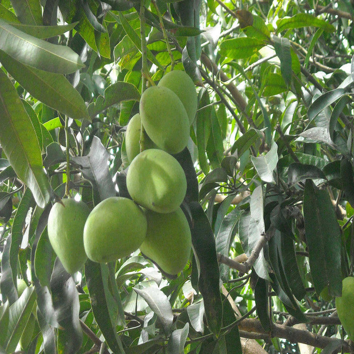 Mango Kothapalli kobbari(Grafted)- Fruit Plants & Tree - Premium Fruit Plants & Tree from Plantparadise - Just $450.00! Shop now at Plantparadise