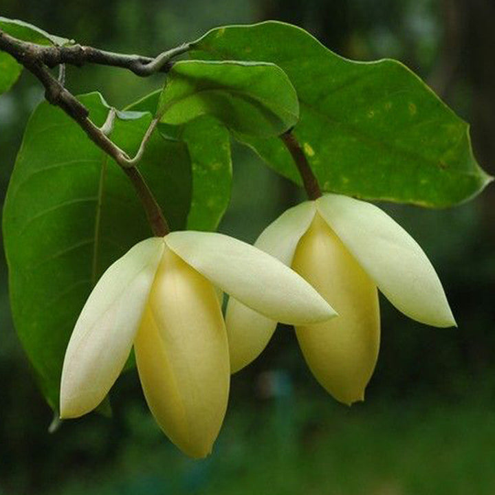 Magnolia Mutabilus  - Flowering Shrubs|"Ever-Changing Elegance: Butterfly Magnolia Brilliance" - Premium Flowering Shrubs from Plantparadise - Just $649! Shop now at Plantparadise