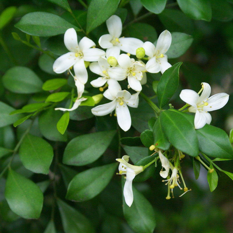 Satin Wood/Madhu Kamini - Flowering Shrubs - Premium Flowering Shrubs from Plantparadise - Just $665.00! Shop now at Plantparadise