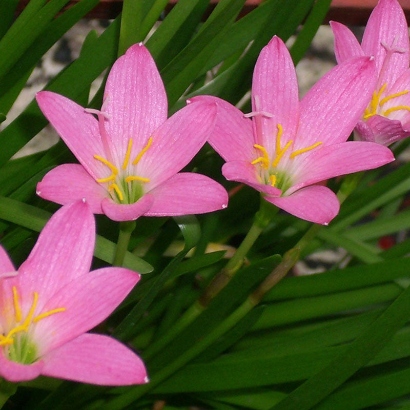Rain lily Pink- Flowering Plants - Premium Flowering Plants from Plantparadise - Just $650.00! Shop now at Plantparadise