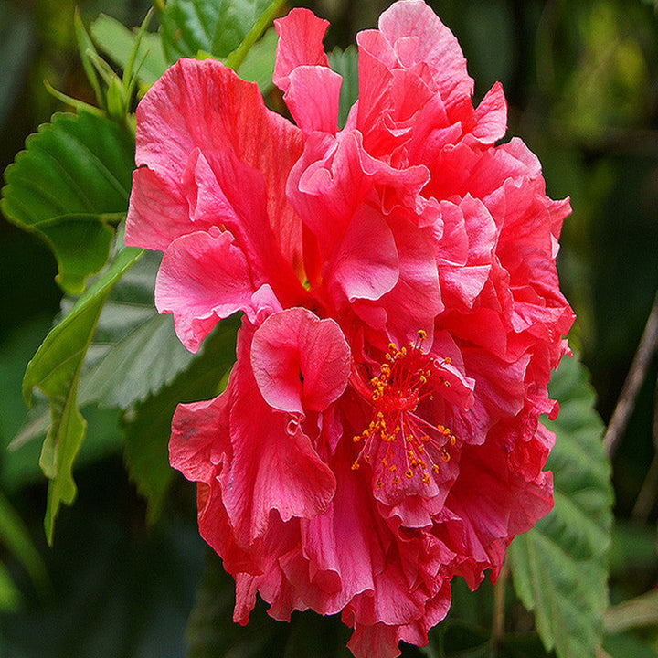 Hibiscus Red DOUBLE - Flowering Shrubs - Premium Flowering Shrubs from Plantparadise - Just $299.00! Shop now at Plantparadise