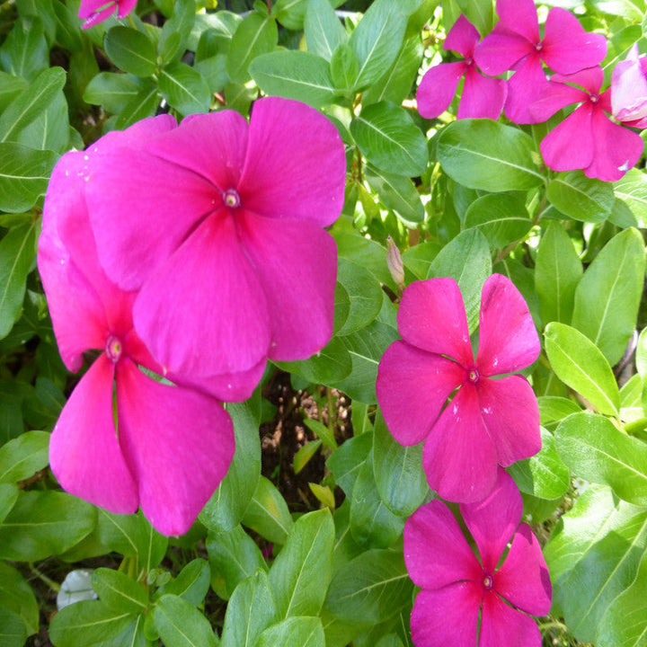 Periwinkle Purple -SEASONALS - Premium SEASONALS from Plantparadise - Just $530.00! Shop now at Plantparadise