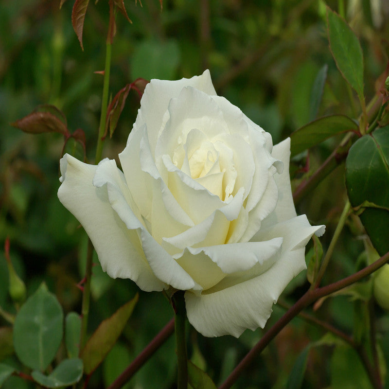 Rosa White Success - Flowering Shrubs - Premium Flowering Shrubs from Plantparadise - Just $299.0! Shop now at Plantparadise