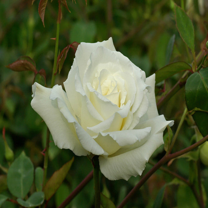 Rosa White Success - Flowering Shrubs - Premium Flowering Shrubs from Plantparadise - Just $299.0! Shop now at Plantparadise