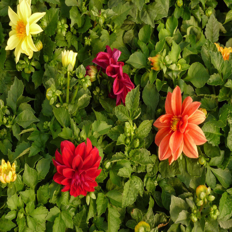 Dahlia Dwarf Red - SEASONALS - Premium SEASONALS from Plantparadise - Just $691.00! Shop now at Plantparadise