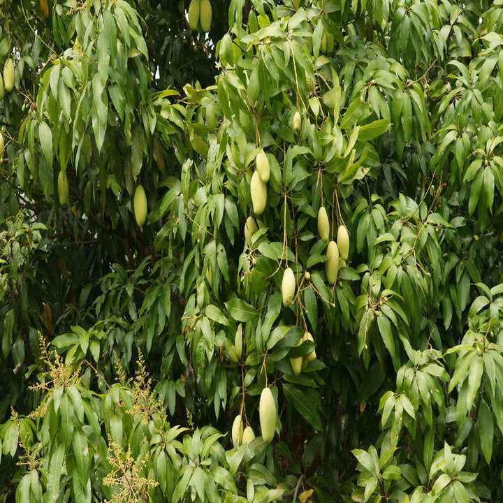 Mango Mallika(Grafted)- Fruit Plants & Tree - Premium Fruit Plants & Tree from Plantparadise - Just $450.0! Shop now at Plantparadise