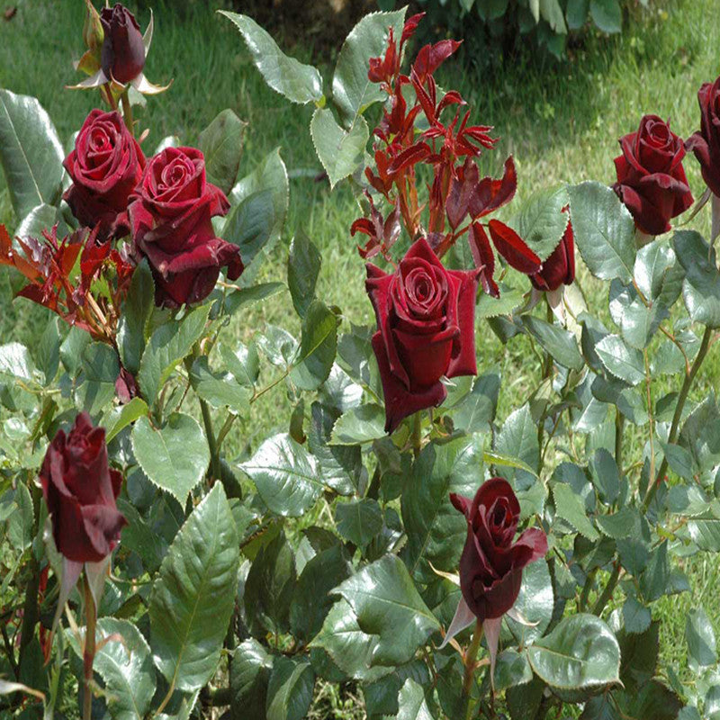 Maroon Rose - Flowering Plants - Premium Flowering Plants from Plantparadise - Just $299.0! Shop now at Plantparadise