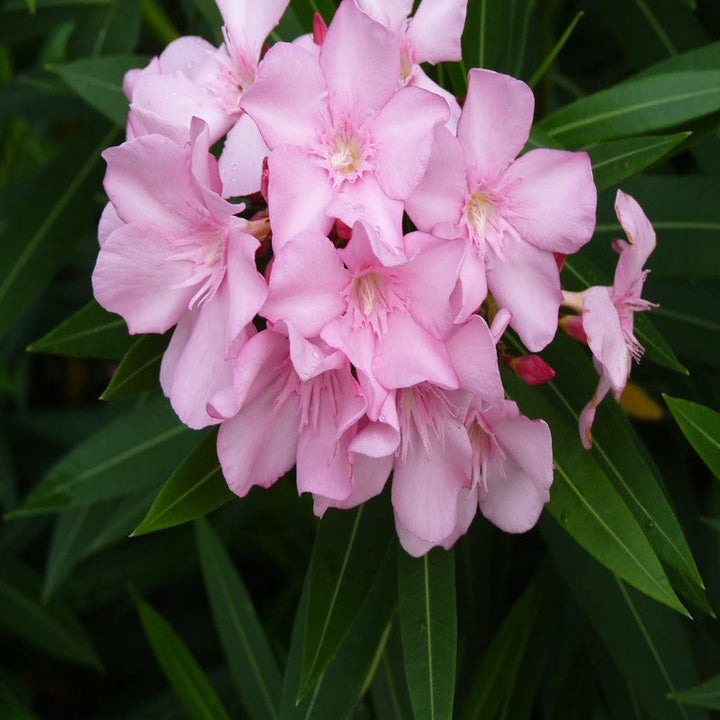 Nerium mini Pink Single - Flowering Shrubs - Premium Flowering Shrubs from Plantparadise - Just $650.00! Shop now at Plantparadise