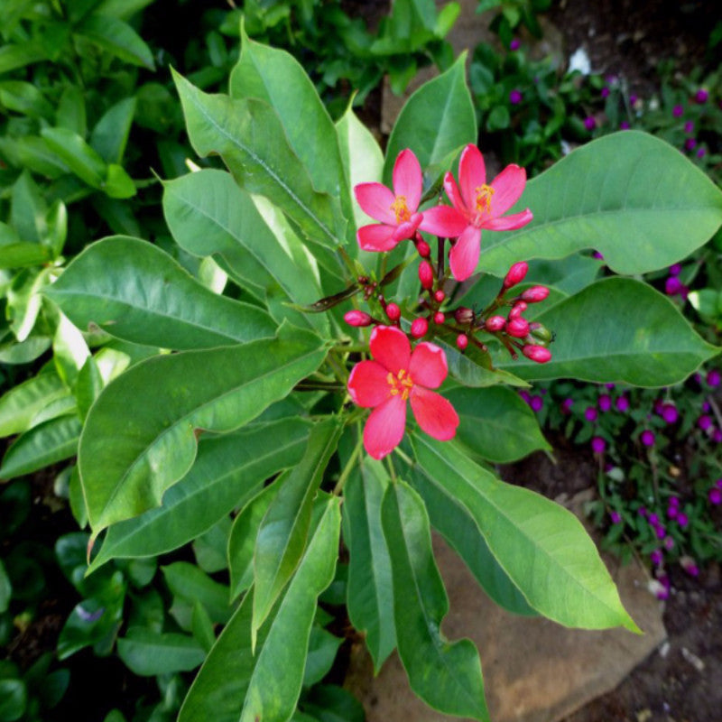 Jatropha red - Flowering Shrubs - Premium Flowering Shrubs from Plantparadise - Just $665.00! Shop now at Plantparadise