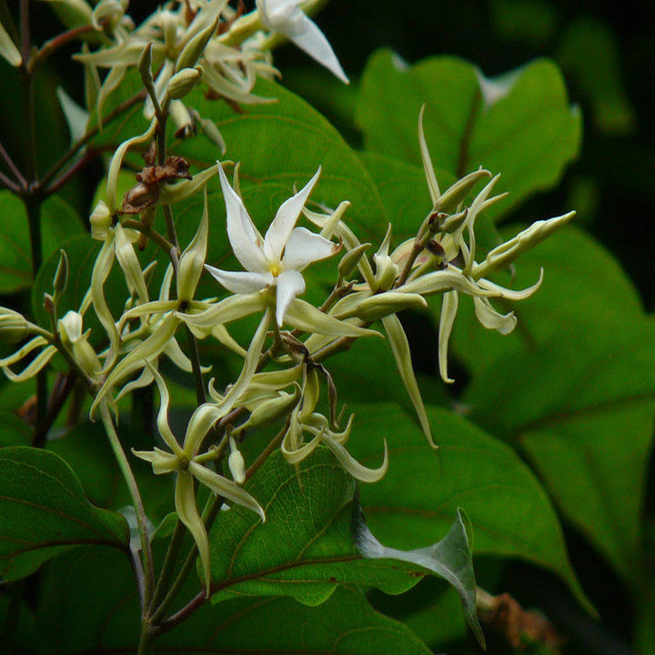 Echites - Creepers & Climbers - Premium Creepers & Climbers from Plantparadise - Just $850.00! Shop now at Plantparadise