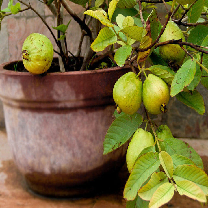 Guava Kg Guava(Grafted) -Big Size Plants - Premium Big Size Plants from Plantparadise - Just $375.0! Shop now at Plantparadise