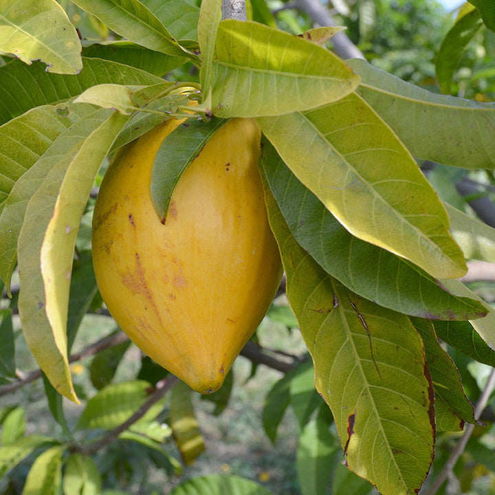 Eggfruit  - Fruit Plants & Tree - Premium Fruit Plants & Tree from Plantparadise - Just $571.0! Shop now at Plantparadise