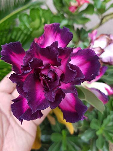 Adenium  violet colour Plant (Grafted) - Premium Flowering Plants from Plantparadise - Just $329! Shop now at Plantparadise