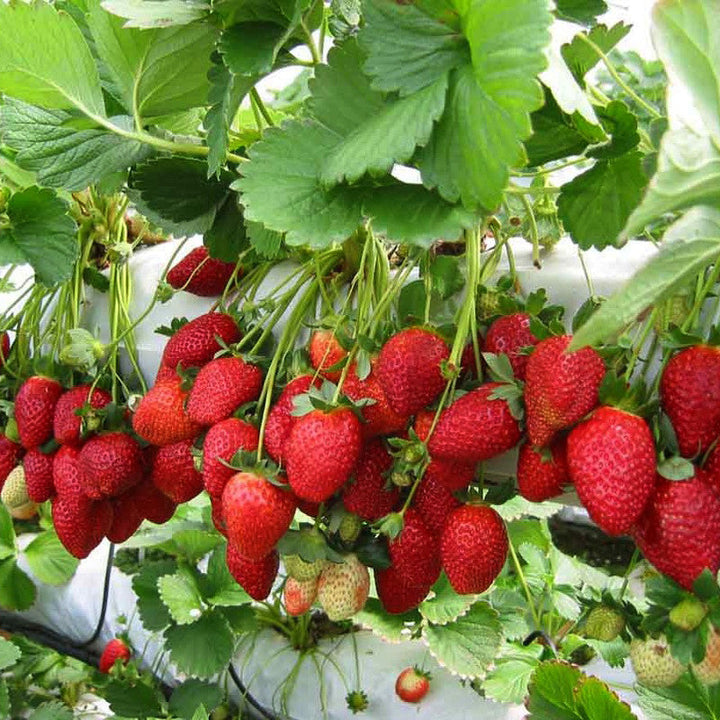 Strawberry  - Fruit Plants & Tree - Premium Fruit Plants & Tree from Plantparadise - Just $540.0! Shop now at Plantparadise
