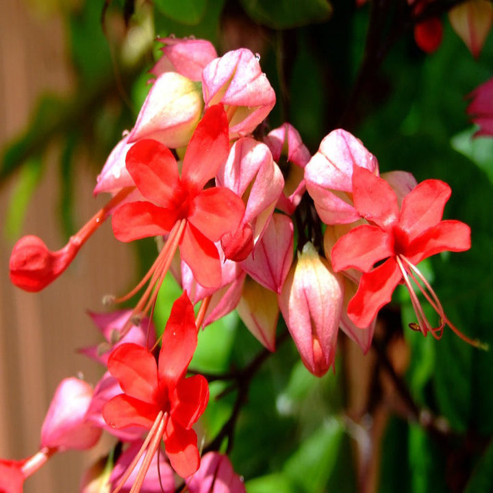Bleeding Heart Vine Red - Creepers & Climbers - Premium Creepers & Climbers from Plantparadise - Just $425.0! Shop now at Plantparadise