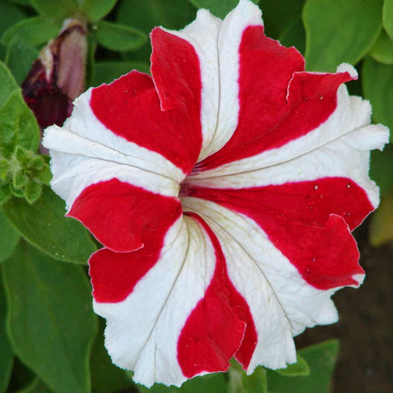 Petunia Red and White - SEASONALS - Premium SEASONALS from Plantparadise - Just $285.00! Shop now at Plantparadise