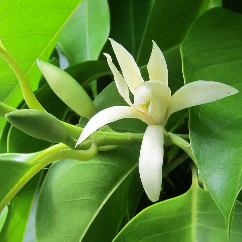 White Champaca / Magnolia alba (Grafted) - Perfuming Plants - Premium Avenue Trees from Plantparadise - Just $710.0! Shop now at Plantparadise