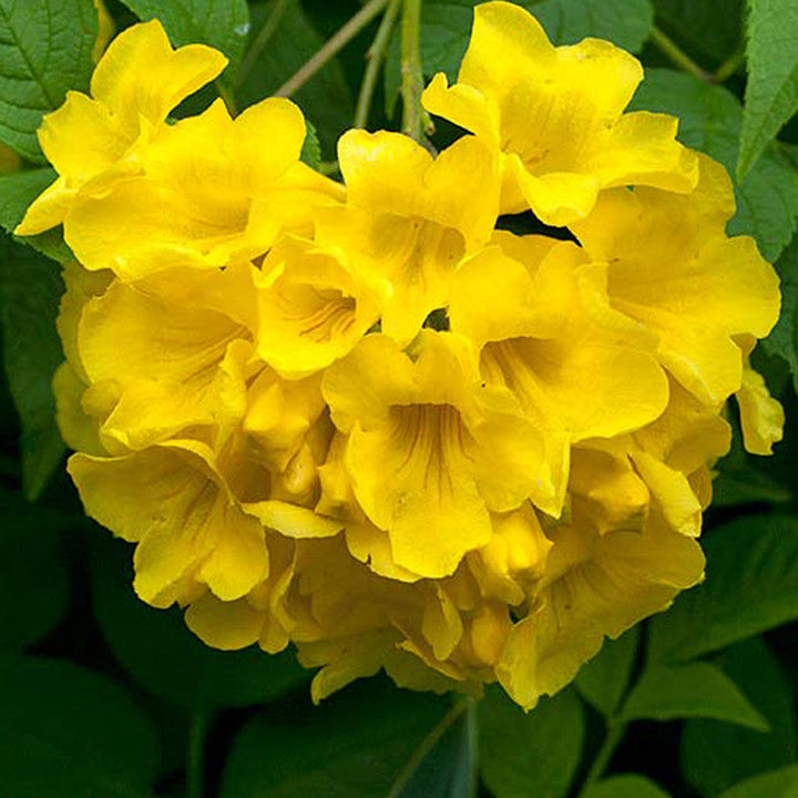 Tecoma gaudichaudi/Yellow Bells- Flowering Shrubs - Premium Flowering Shrubs from Plantparadise - Just $650.00! Shop now at Plantparadise
