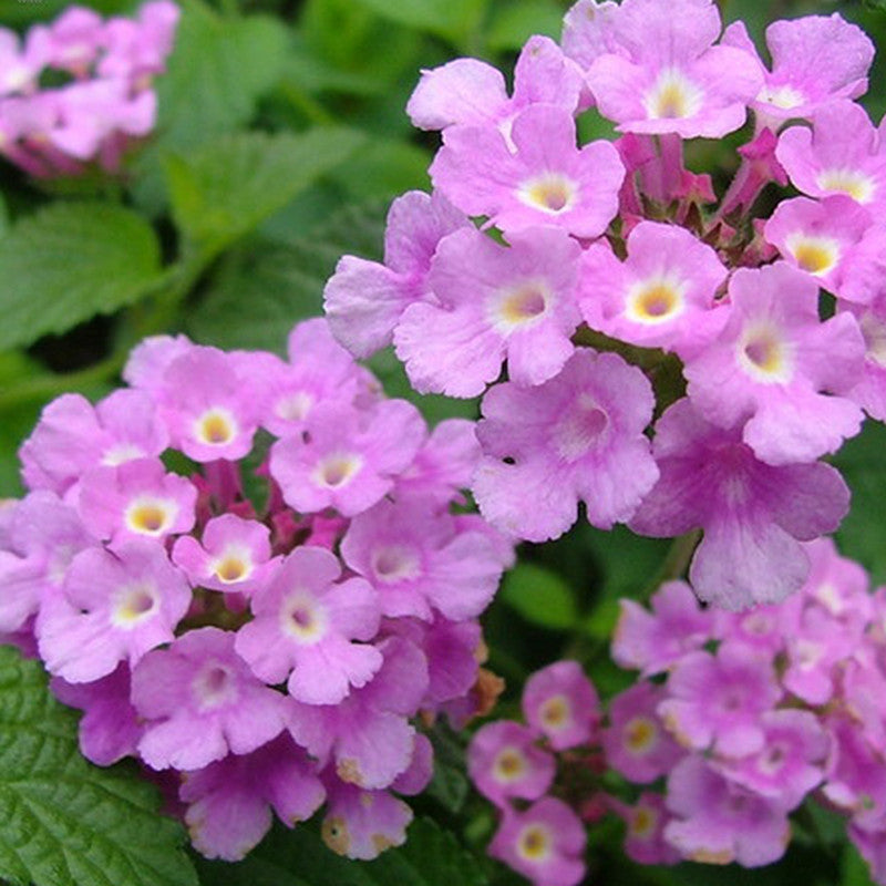 Lantana Purple- Flowering Shrubs - Premium Flowering Shrubs from Plantparadise - Just $450.00! Shop now at Plantparadise