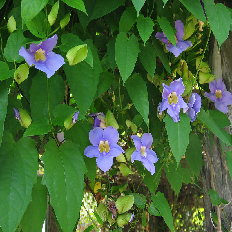 Thunbergia Grandiflora- Creepers & Climbers - Premium Creepers & Climbers from Plantparadise - Just $665.00! Shop now at Plantparadise