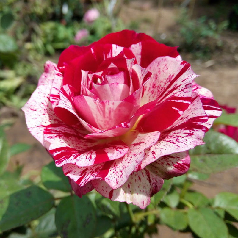 Julio Rose/Osiria Candlestripe Rose - Flowering Plant - Premium Flowering Shrubs from Plantparadise - Just $640.00! Shop now at Plantparadise