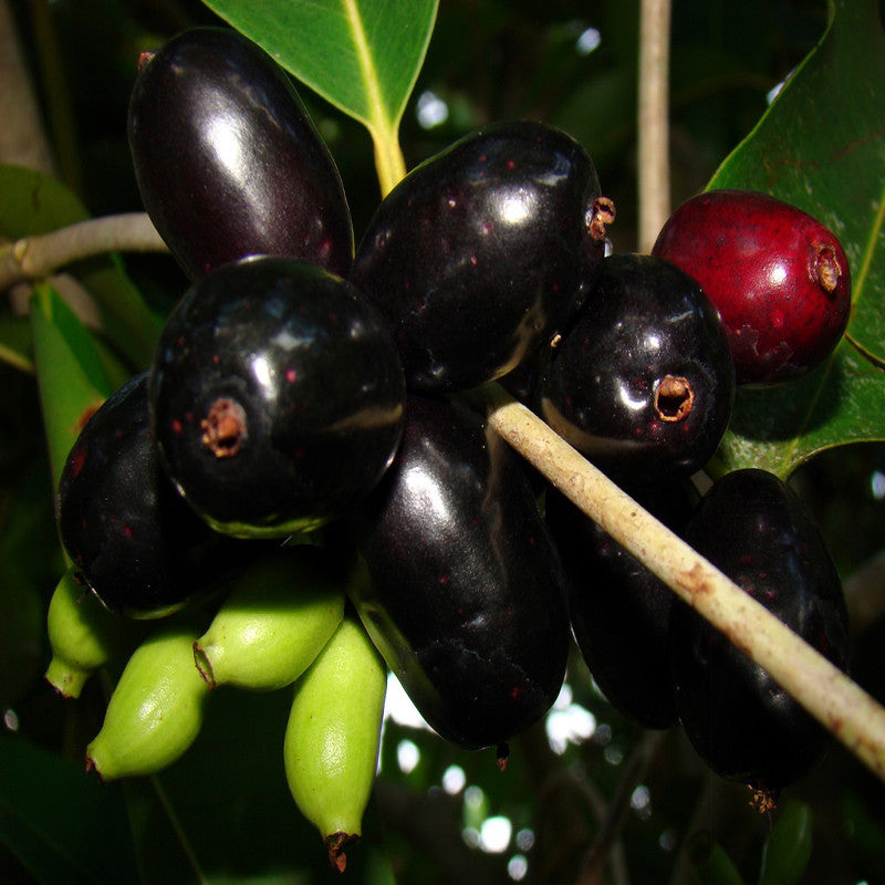 Jambolan Badoli (Grafted)- Fruit Plants & Tree - Premium Fruit Plants & Tree from Plantparadise - Just $540.00! Shop now at Plantparadise