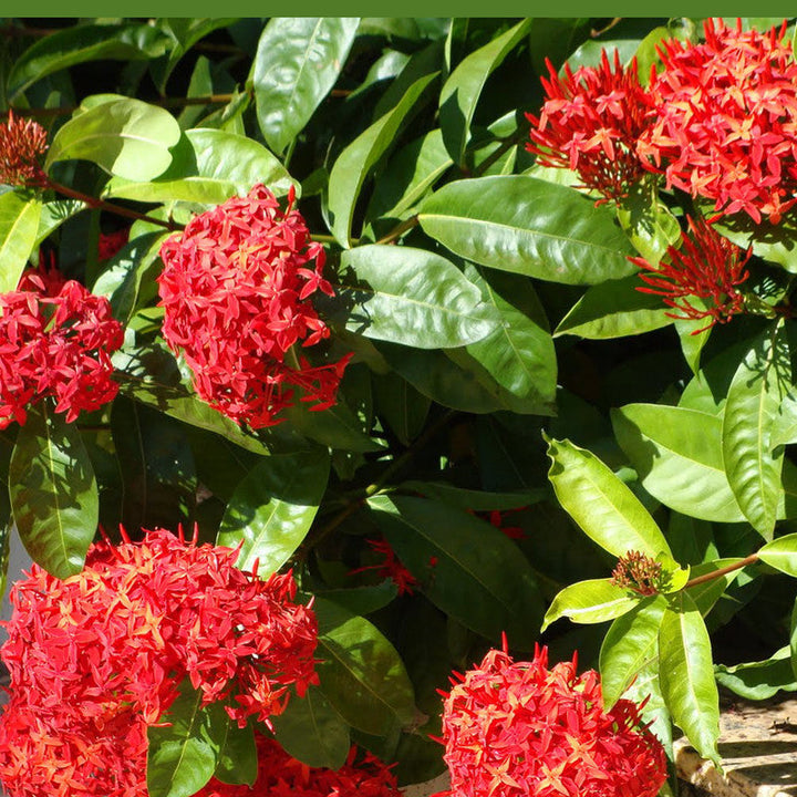 Ixora singapuri-hybrid-red - Flowering Shrubs - Premium Flowering Shrubs from Plantparadise - Just $350.00! Shop now at Plantparadise