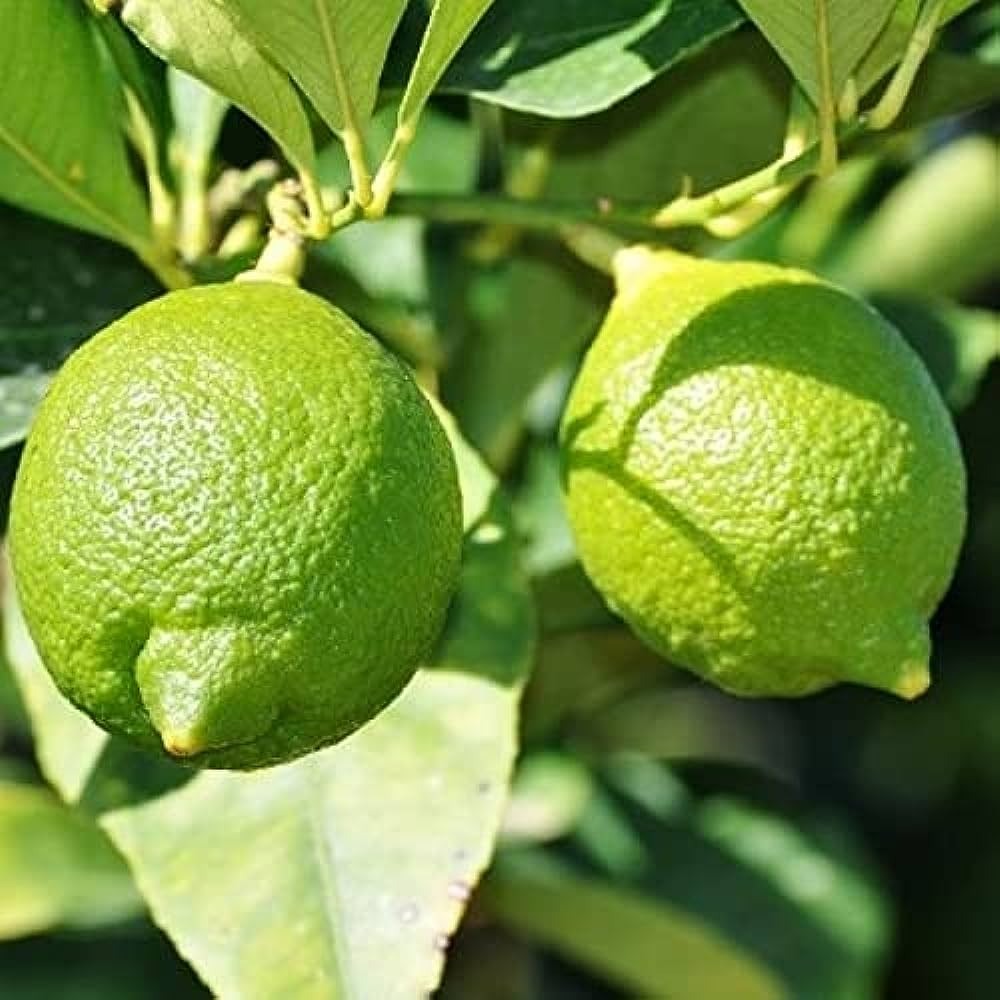 Kafir Lemon Plant - Premium Fruit Plants from Plantparadise - Just $789! Shop now at Plantparadise