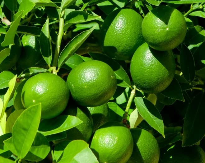 Seedless Lemon Plant Grafted - Premium Fruit Plants from Plantparadise - Just $339.00! Shop now at Plantparadise
