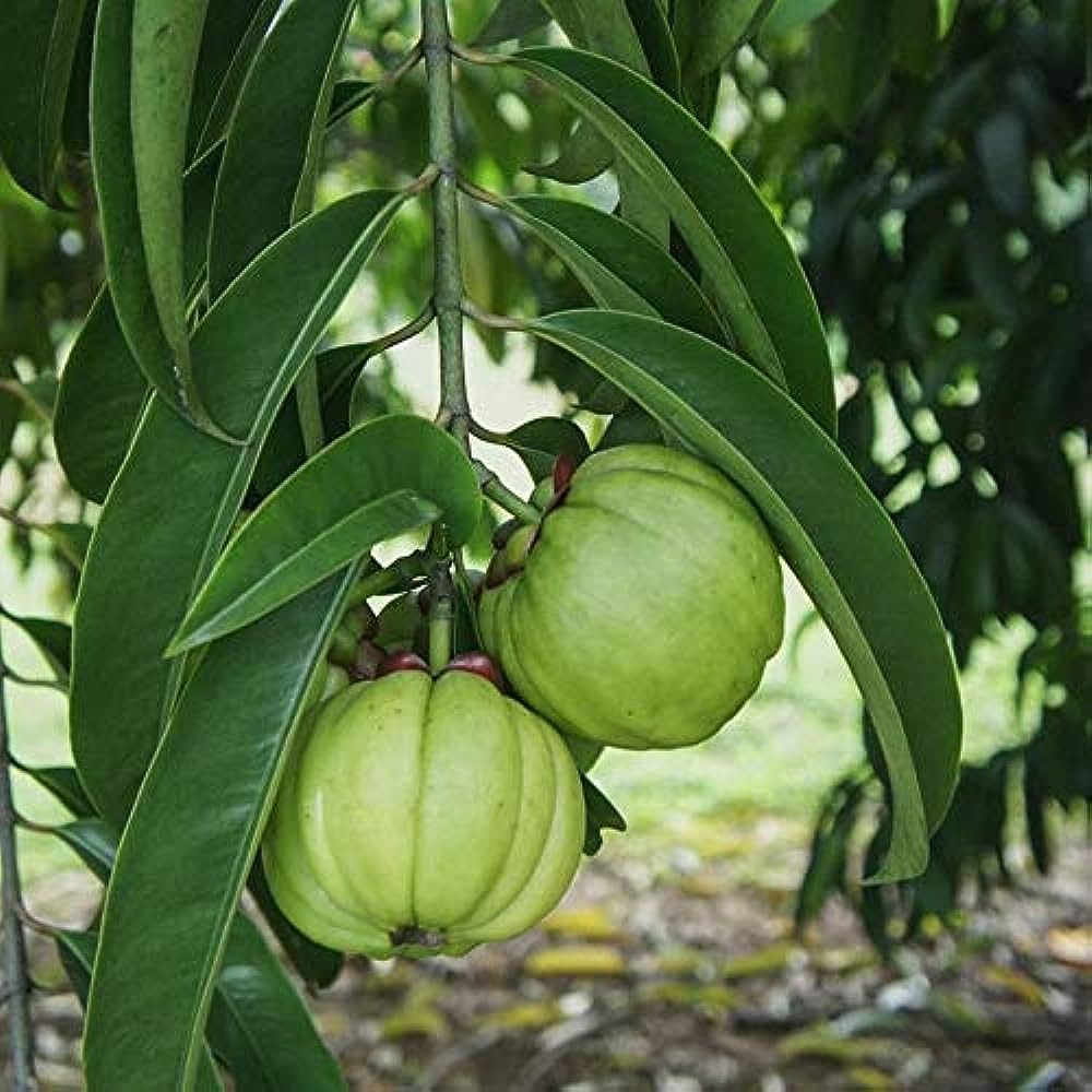 Kudam puli Fruit Plant - Premium Fruit Plants from Plantparadise - Just $999.00! Shop now at Plantparadise